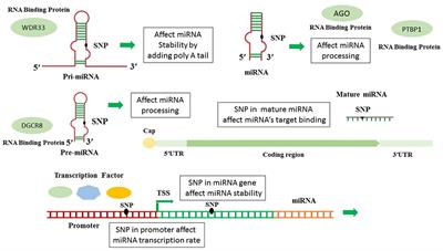 Frontiers | In Silico Analysis Of Polymorphisms In MicroRNAs ...